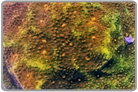 Goniastrea Brain Coral
